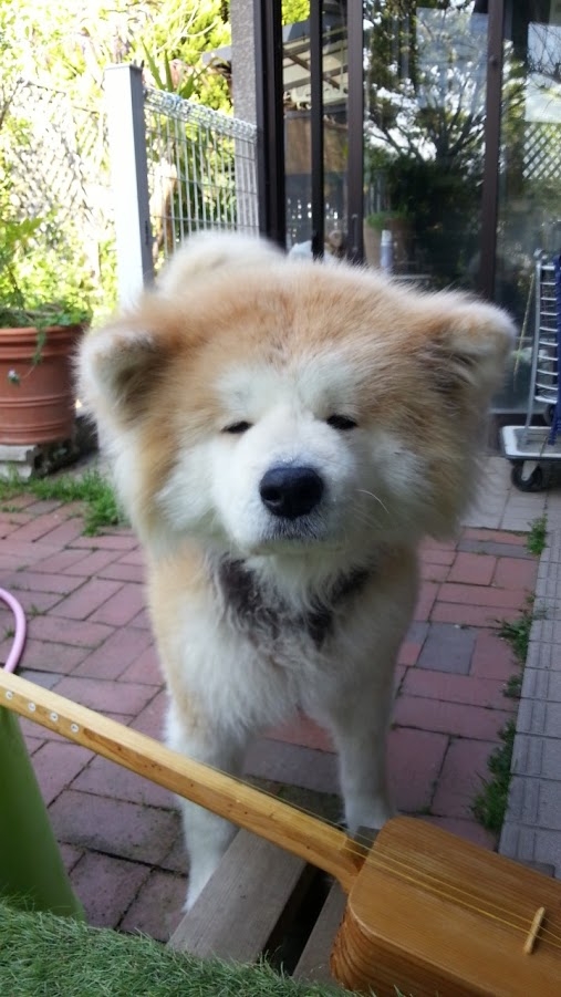 大阪の津軽三味線教室 学校やグループ無料体験会